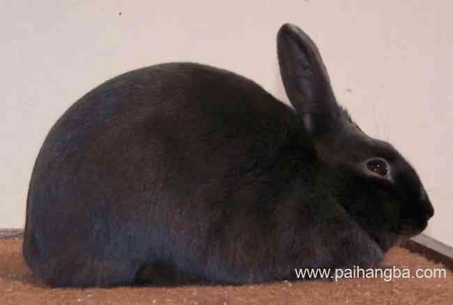 世界上最受欢迎的十大兔子品种 外表可爱性格温顺