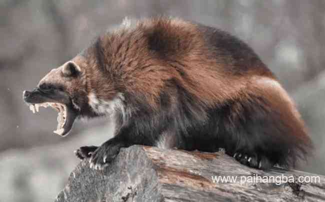 关于狼獾的十大有趣事实 了解一下你所不知道的狼獾