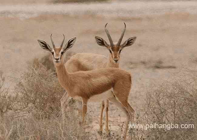 生活在撒哈拉沙漠的十种动物 适应性和生存能力都很强