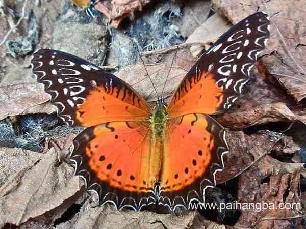 世界上最美丽的蝴蝶排行榜 一些已经频临灭绝