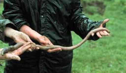 世界最长的蚯蚓  远看和蛇没有区别