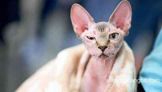 世界上血统最高贵的猫 波斯猫稳排第一