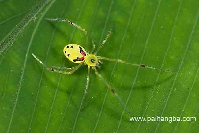 世界上最稀奇的十种生物 笑脸蜘蛛身体好像人脸