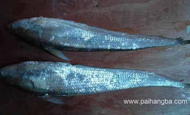 世界十大名贵淡水鱼 最美味的淡水鱼排行