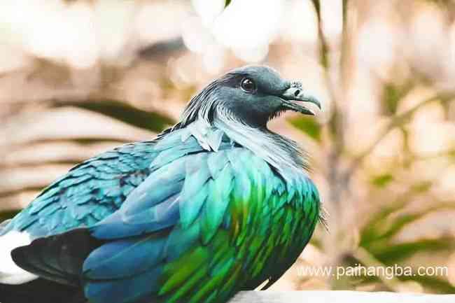 世界十大美丽鸟类 中国锦鸡排名第三