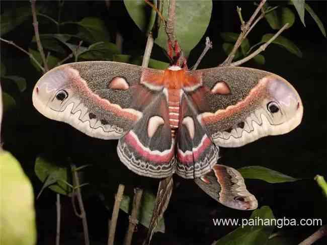 世界上最美丽的飞蛾 比蝴蝶还要美的十大飞蛾