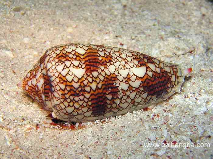 世界上最危险的动物排行榜 锥形蜗牛毒液可以杀死20名成年人