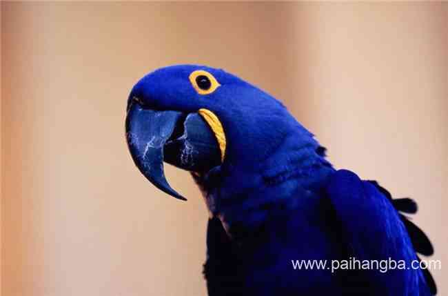 世界十大最贵的动物排名 最贵的棕榈凤头鹦鹉价值16000美元