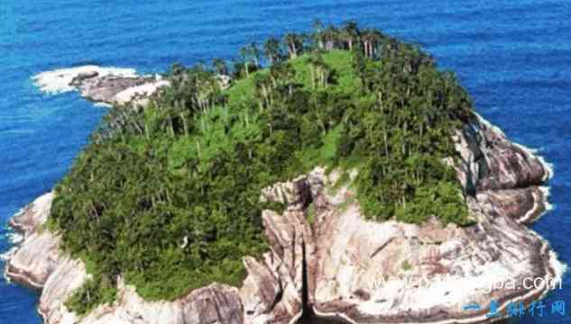 世界上最危险的地方Top10 巴西的这个岛因蛇出名