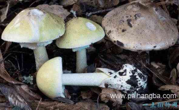 世界上最毒的蘑菇 外貌人畜无害毒性却无药可救