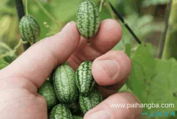 世界上最小的西瓜 一口十个的拇指西瓜