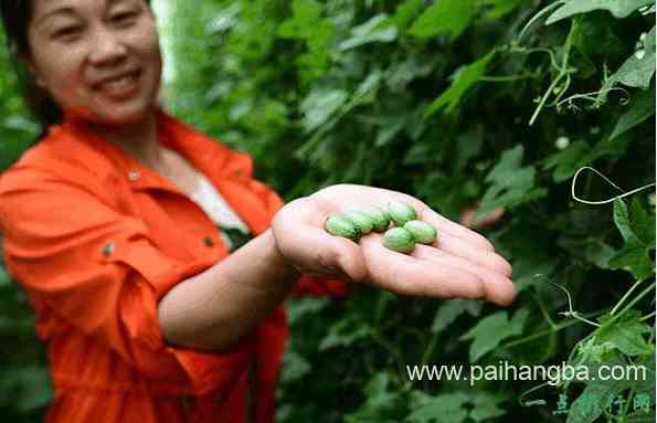 世界上最小的西瓜 一口十个的拇指西瓜