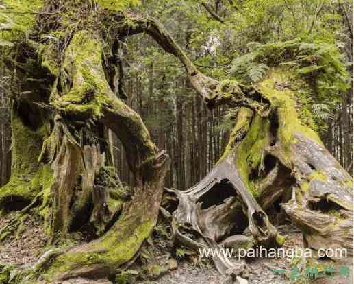 中国十大名树 世界柏树之父轩辕柏有5000多年的历史