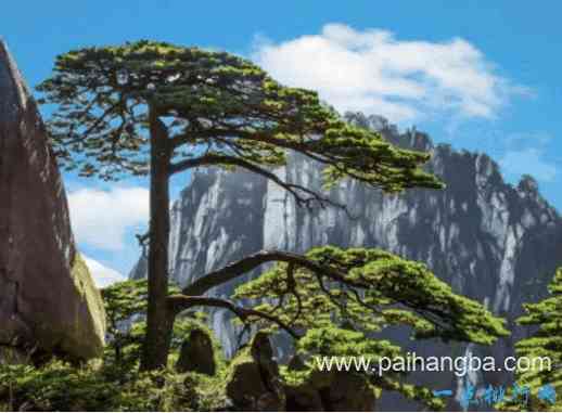 中国十大名树 世界柏树之父轩辕柏有5000多年的历史