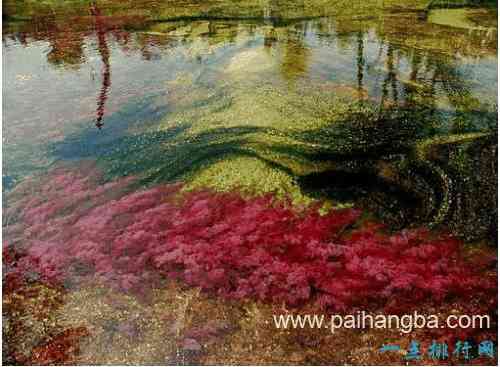 世界上最美的八大湖泊 澳大利亚粉红湖美瞎你的眼
