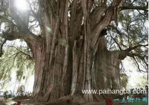 世界上最粗的树 百骑大栗树周长55米