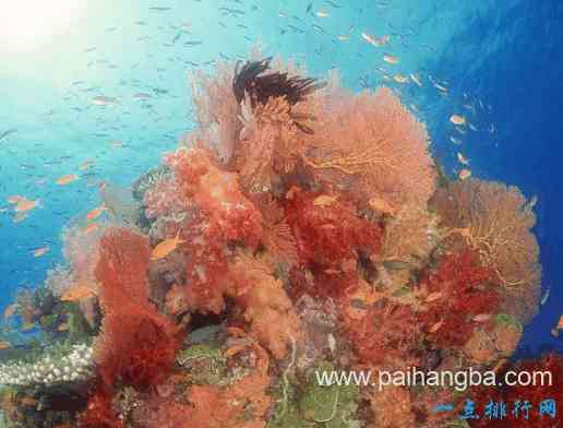 世界上最大的珊瑚礁群 大堡礁堪称地球上最美的装饰品