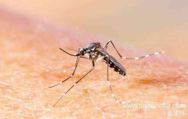 全球入侵物种排名 疟疾蚊是人类感染疟疾的病原体