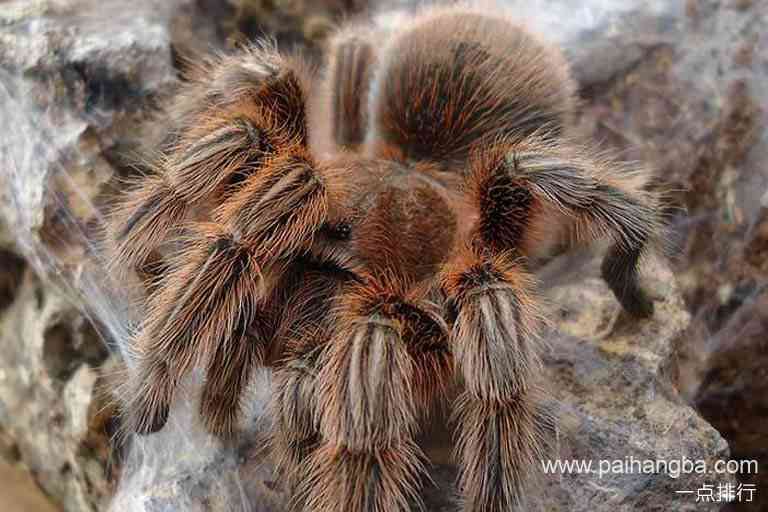 世界上体型最大的蜘蛛 巨型鸟食狼蛛排第一