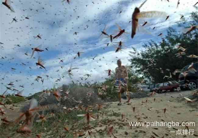 世界十大最危险的昆虫 疟蚊传播的疟疾最让人痛恨