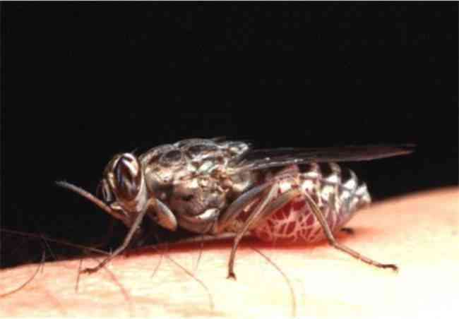 世界十大最危险的昆虫 疟蚊传播的疟疾最让人痛恨