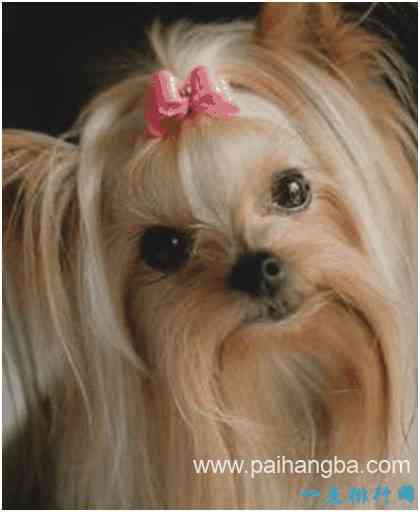 世界上最漂亮的狗，约克夏梗犬毛发细长柔滑，宛若娇俏少女