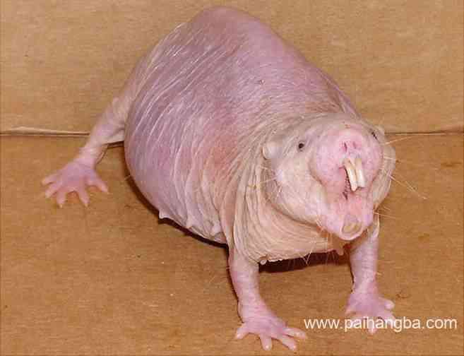 世界上最丑的动物排名 裸鼹鼠丑的你无法直视