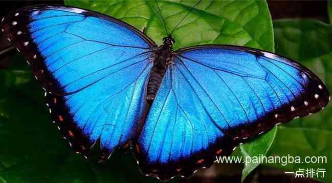 世界上十大最漂亮的蝴蝶 蓝色大闪蝶排名第一