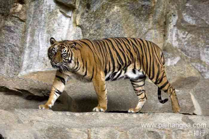 世界十大濒危动物排行榜 中国华南虎濒临绝种