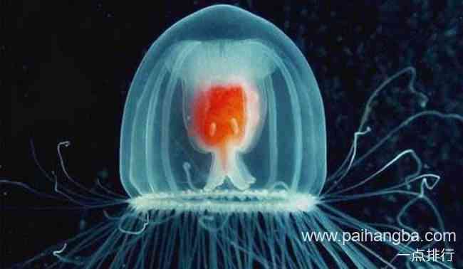 世界上最长寿的动物排行 灯塔水母可以长生不老