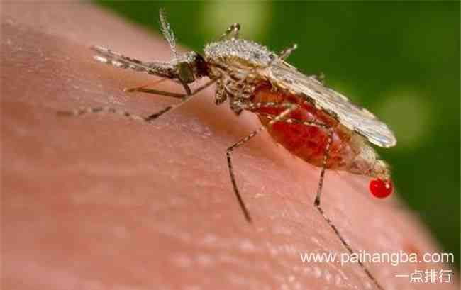 人类为蚊子献血 史上最无厘头的动保人士语出惊人