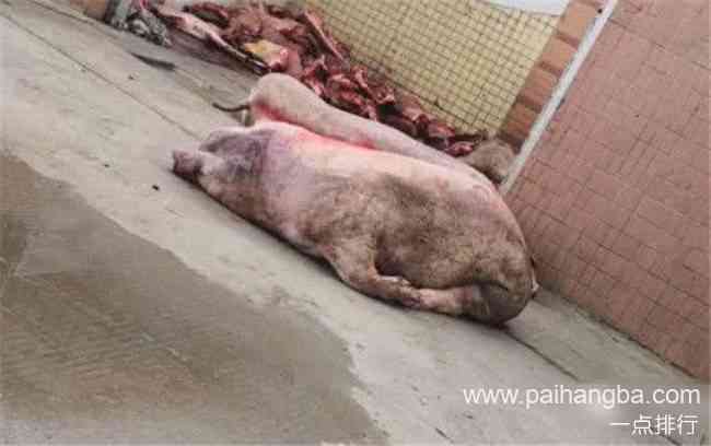 肉联厂洗白病死猪 每日数千斤死猪肉流进市场