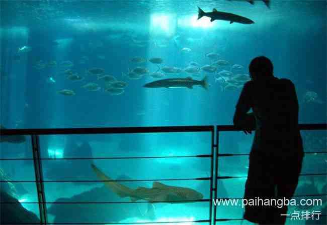 世界十大水族馆排名 上海海洋水族馆位列第三