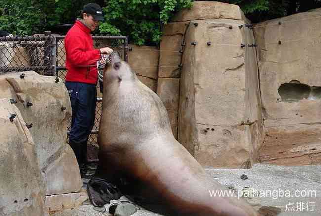世界十大水族馆排名 上海海洋水族馆位列第三