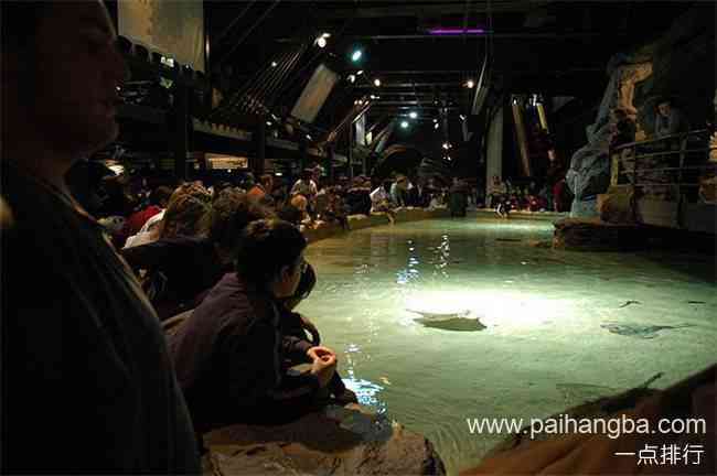 世界十大水族馆排名 上海海洋水族馆位列第三