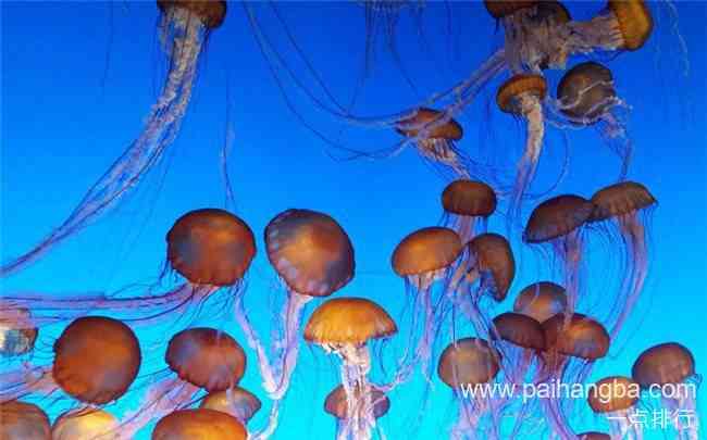 世界十大水族馆排名 上海海洋水族馆位列第三