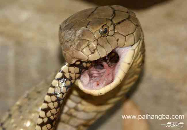 世界上最毒的动物 眼镜王蛇七毫升毒液可以杀死大象